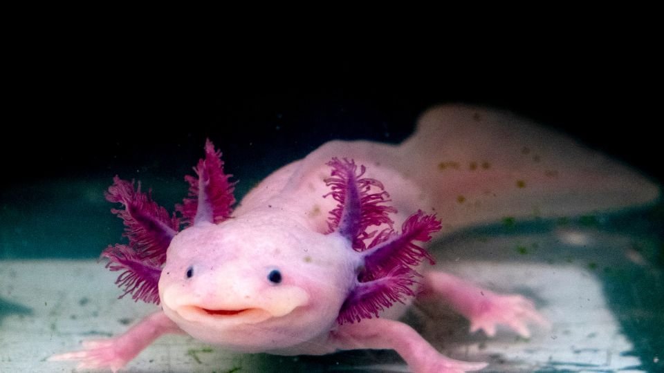 Egy axolotl, rózsaszínű bőrrel és színes kopoltyúkkal, a vízben úszik.