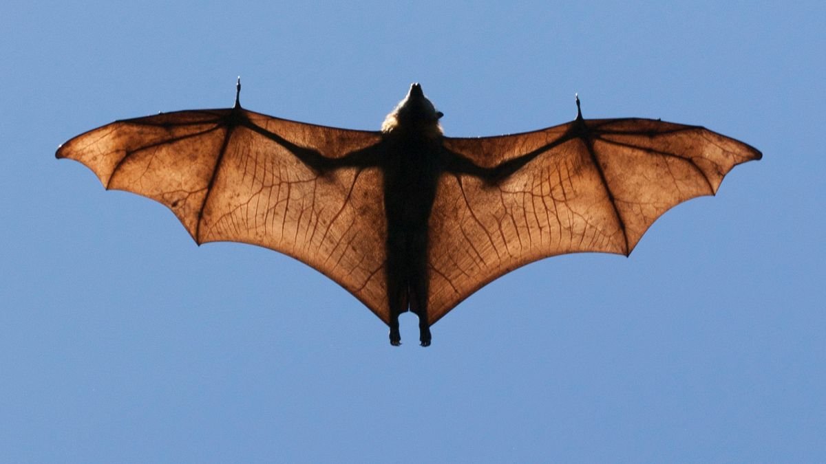 Egy denevér repül a kék égen, széles szárnyai jól láthatók.