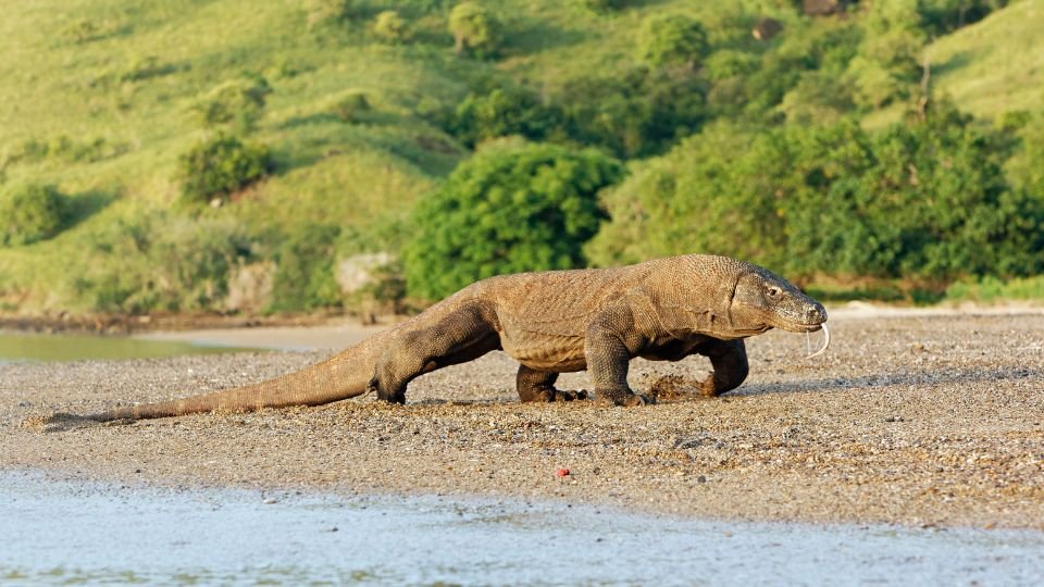A komodói varánusz, hatalmas testével és éles fogával, a tengerparton sétál, körülötte buja zöld növényzet.