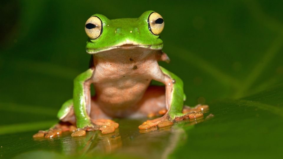 Egy zöld béka ül egy levélen, figyelmes tekintettel, élénk színekkel.