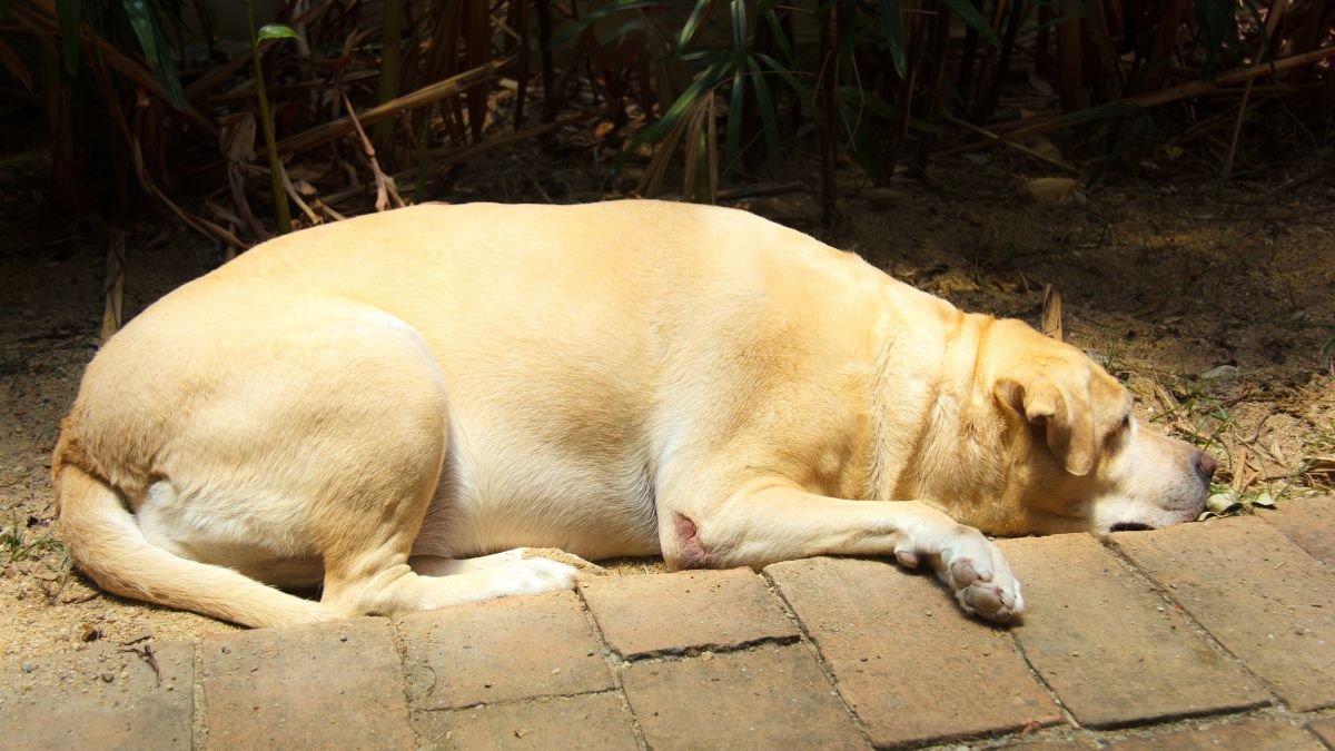 Egy alvó kutya fekszik a földön, a napfényben, lágyan pihenve.