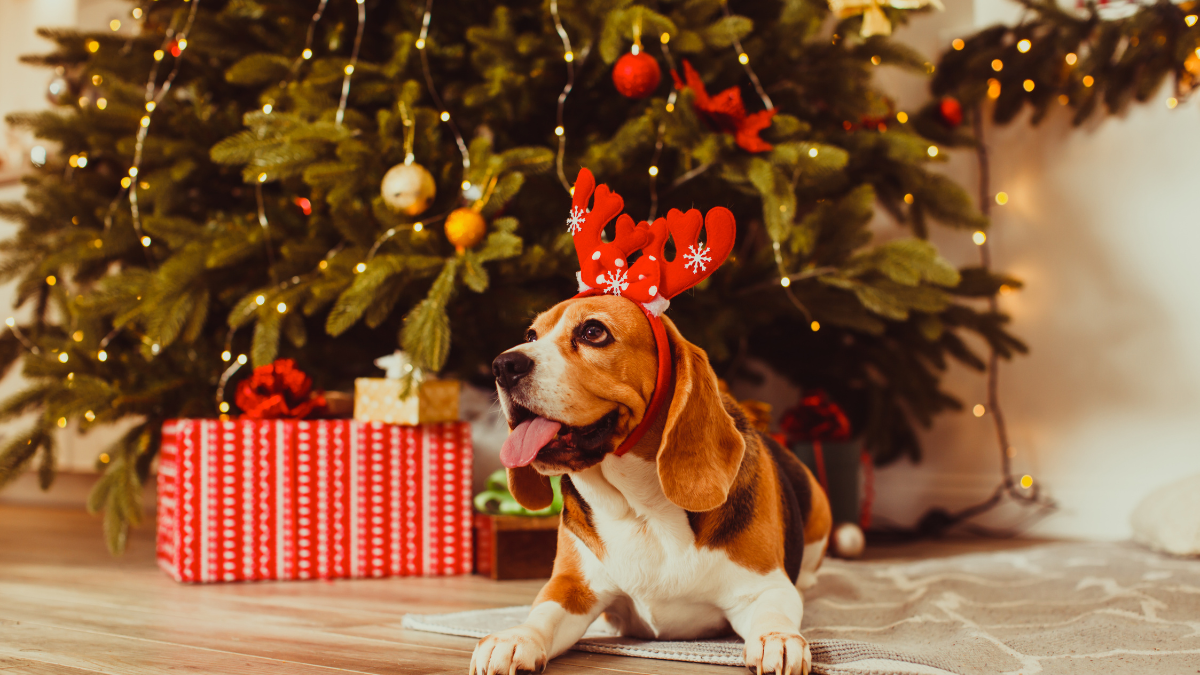 Egy beagle kutya piros szarvakkal ül a karácsonyfa alatt, ajándékokkal körülvéve.