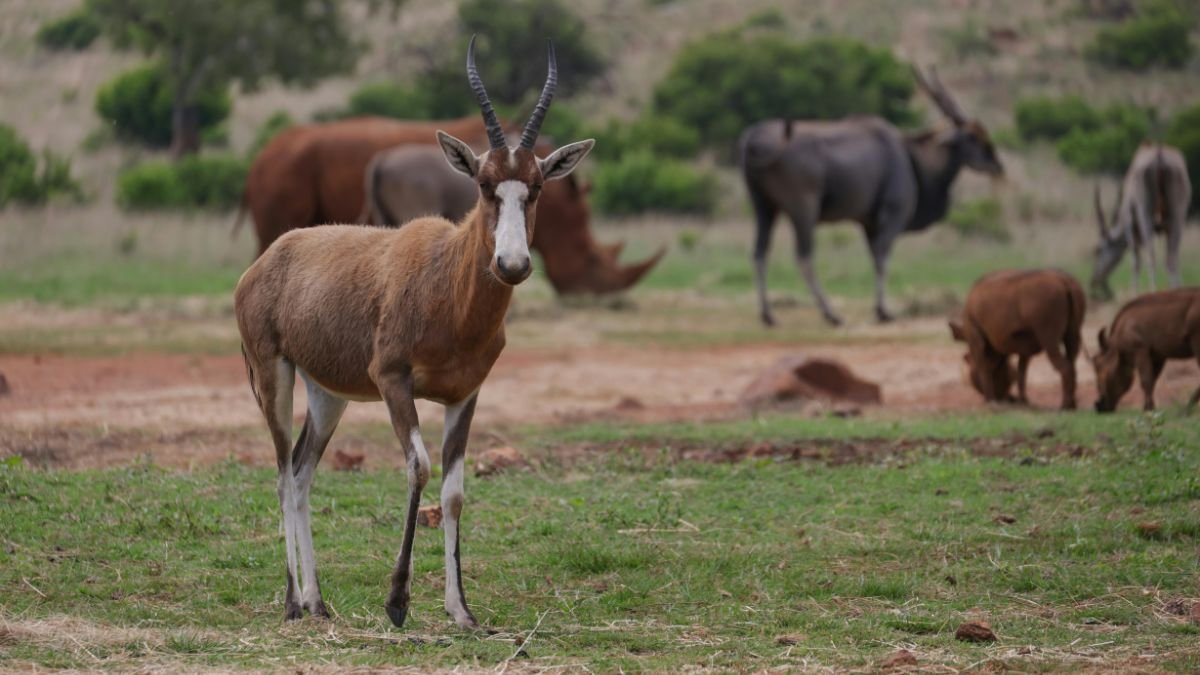 Egy okapi áll a zöld fűben, háttérben különböző afrikai állatokkal, mint például antilopok.