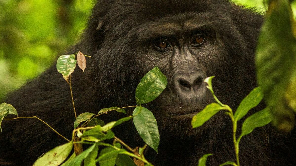 Egy gorilla arca látható, ahogy a sűrű zöld növényzet között figyel. Az állat szemei élénkek és kíváncsiak.