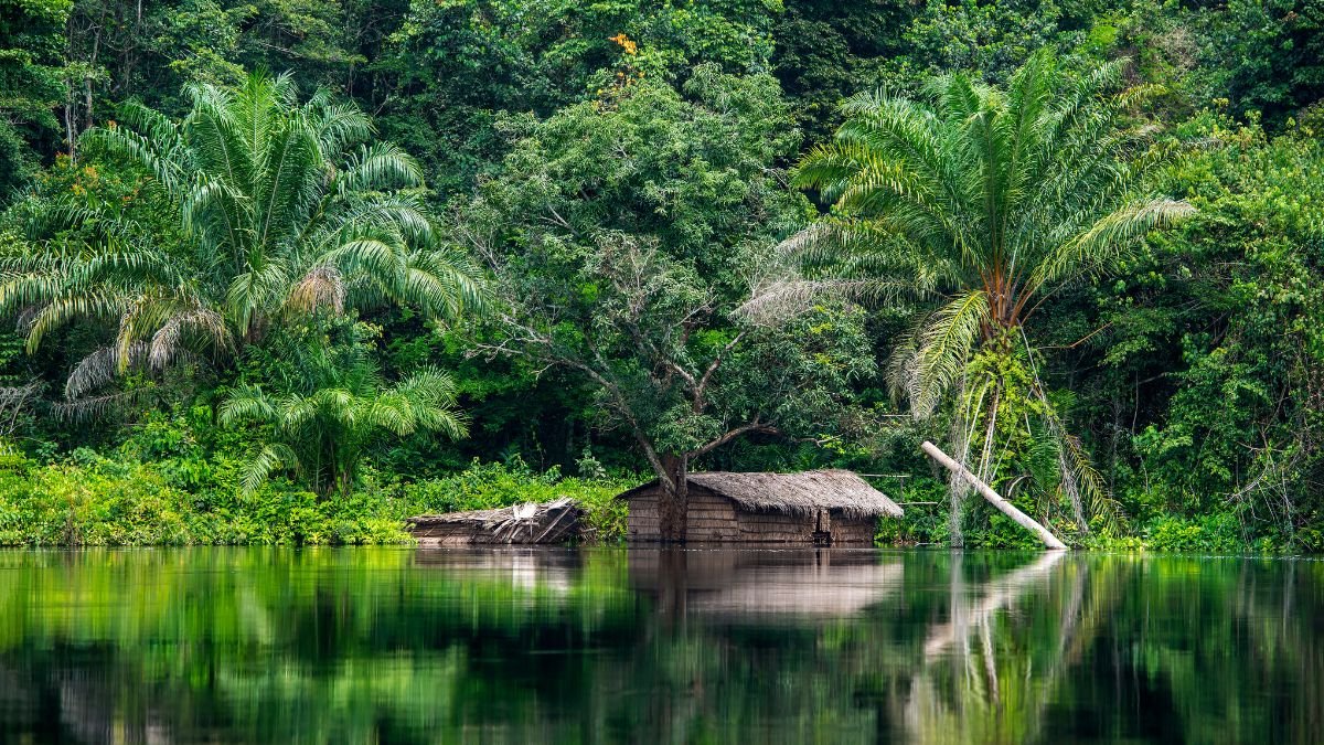 Egy kis kunyhó áll a Kongó folyó partján, körülötte dús zöld növényzet és pálmafák.
