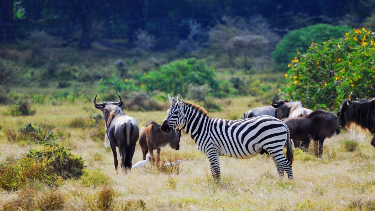 Egy zebra áll a fűben, mögötte gnúk csoportja látható a Kongó élővilágában.
