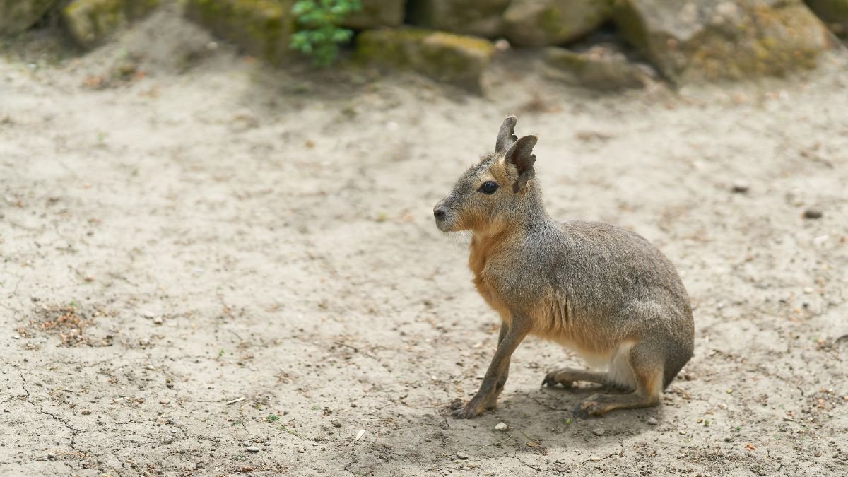A nagy mara, egy nyúlszerű rágcsáló, a földön ülve, szürke bundával és hosszú lábakkal.