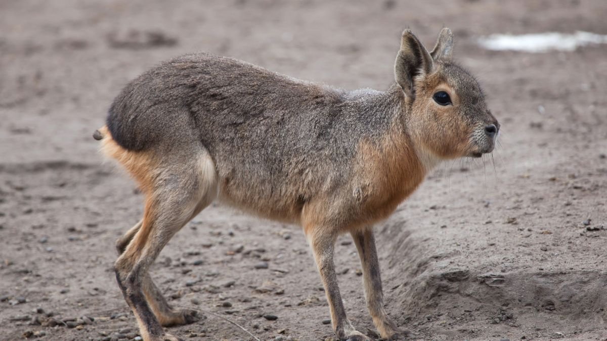 A nagy mara, egy nyúlszerű rágcsáló, szürke bundával és hosszú lábakkal, a pampák földjén áll.