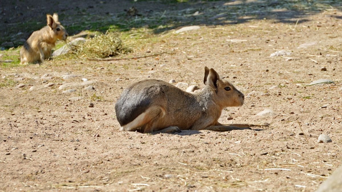 A nagy mara, hosszú lábakkal és nyúlformával, a földön pihen, míg egy másik mara távolabb legelész.