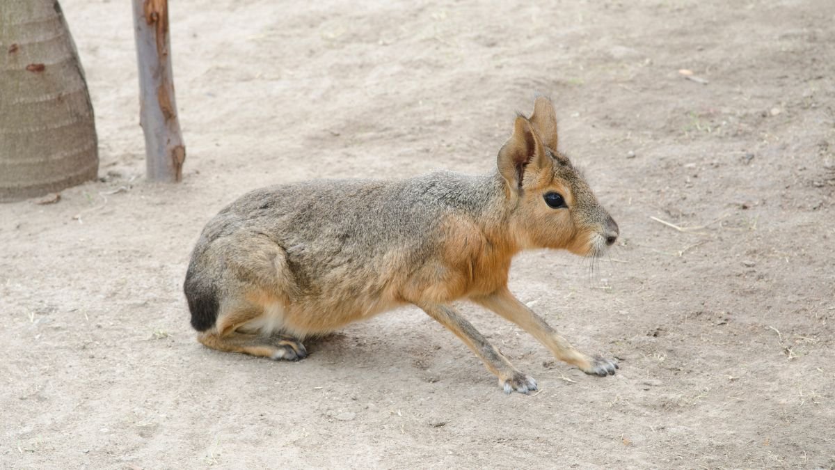 A nagy mara, egy nyúlszerű rágcsáló, amely a pampák homokos talaján ül, figyelmesen néz körül.