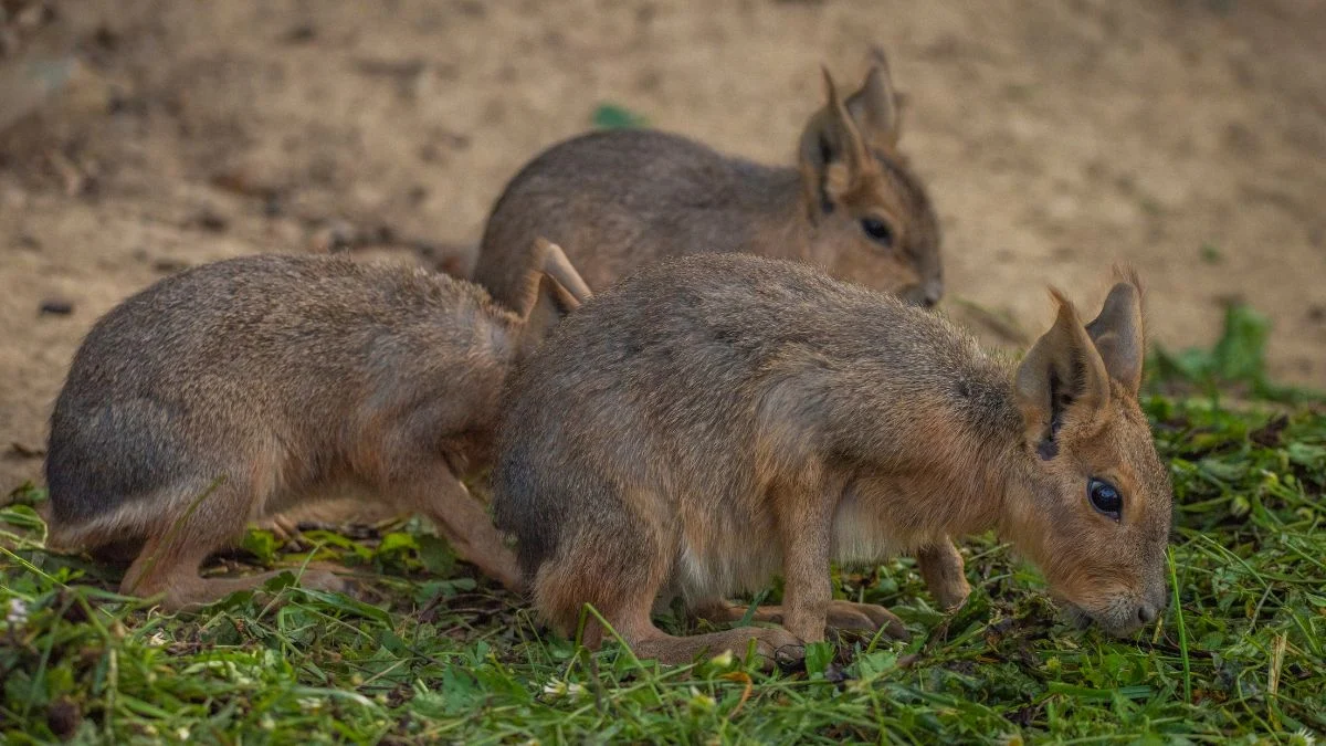 Három nagy mara (Dolichotis patagonum) fűt legelészve, a pampák jellegzetes rágcsálója.