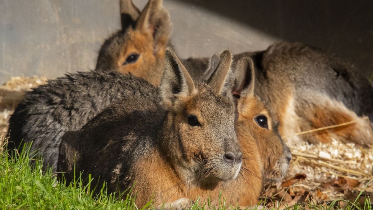 Két nagy mara pihen a fűben, szőrük színe és formájuk a nyulakra emlékeztet.
