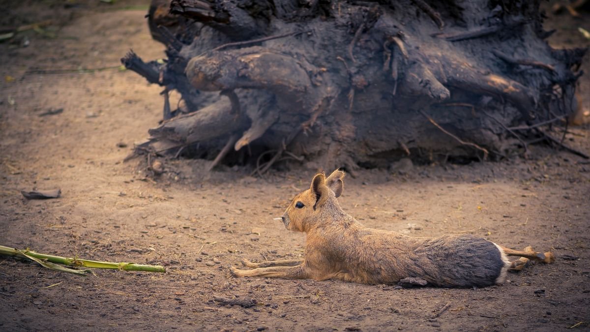 Egy nagy mara pihen a földön, hosszú testével és nyúlványos lábaival, háttérben egy fa gyökerekkel.