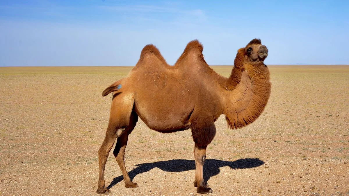 Egy egypúpú teve áll a sivatagban, szőrzete barna, és a napfényben ragyog.