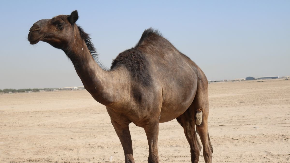 Egy egypúpú teve áll a sivatagban, szürke bundájával és hosszú nyakával a napfényben.