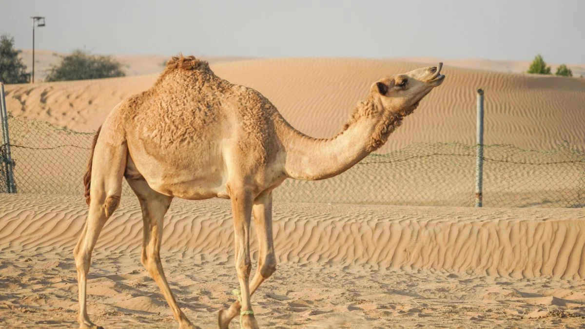 Egy egypúpú teve sétál a sivatag homokdűnéi között, háttérben zöld növényekkel.