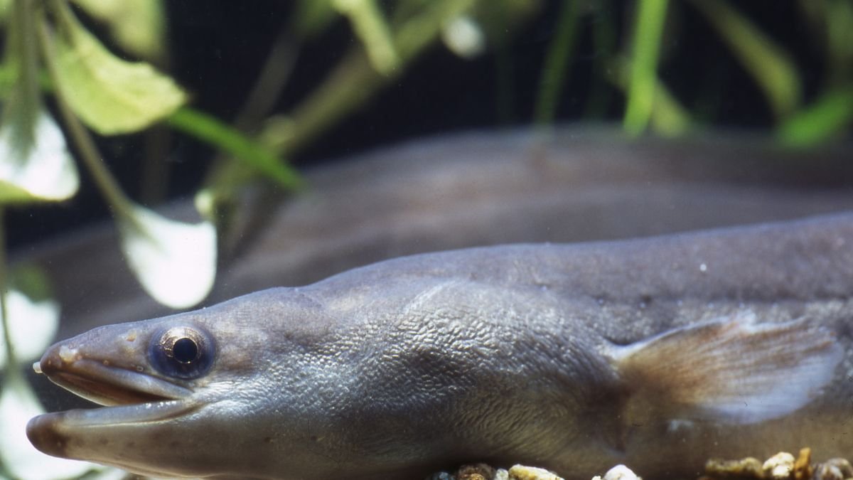 Egy angolna, kígyószerű testével és sima bőrével, víz alatti növények között úszik.