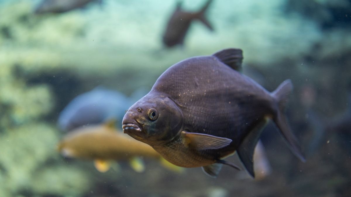 A dévérkeszeg, egy jellegzetes hazai hal, víz alatti környezetben úszik, szürkésbarna színével kiemelkedik.