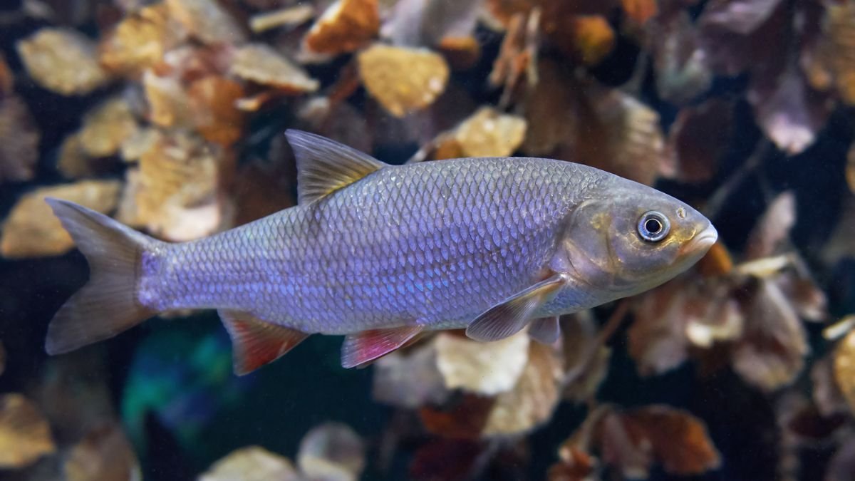 A jászkeszeg, egy békés hal, világosbarna testtel és kékes árnyalatokkal, víz alatti növények között úszik.