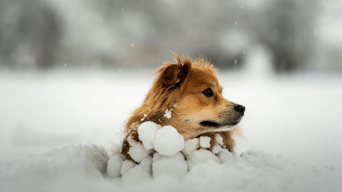 Egy kutya ül a hóban, bundája hópelyhekkel díszítve, a téli tájban.