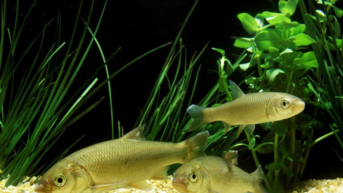 Tiszta vízben úszó nyúldomolykók, zöld növények között, szürke-ezüst színükben csillognak.