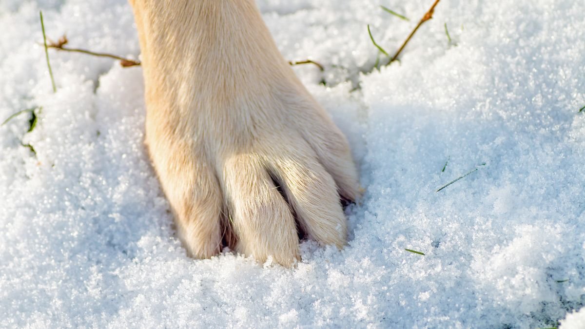 Egy kutya mancsának közelképe, amely hóban áll, a talpán látható a puha szőr és a hópelyhek.