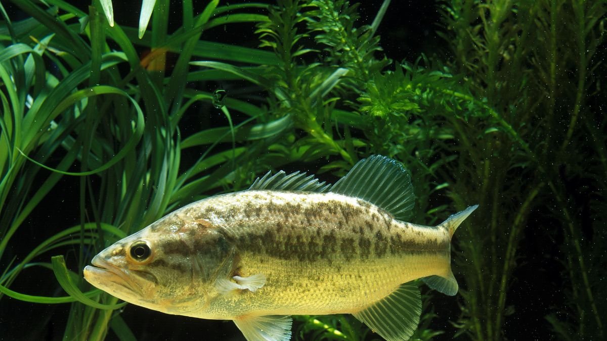 Egy pisztrángsügér úszik a vízben, zöld növények között, jól látható mintázattal a testén.