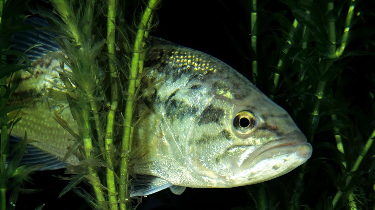 A pisztrángsügér részletesen látható, zöld víz alatti növényzet között, jellegzetes mintázatával és élénk színeivel.