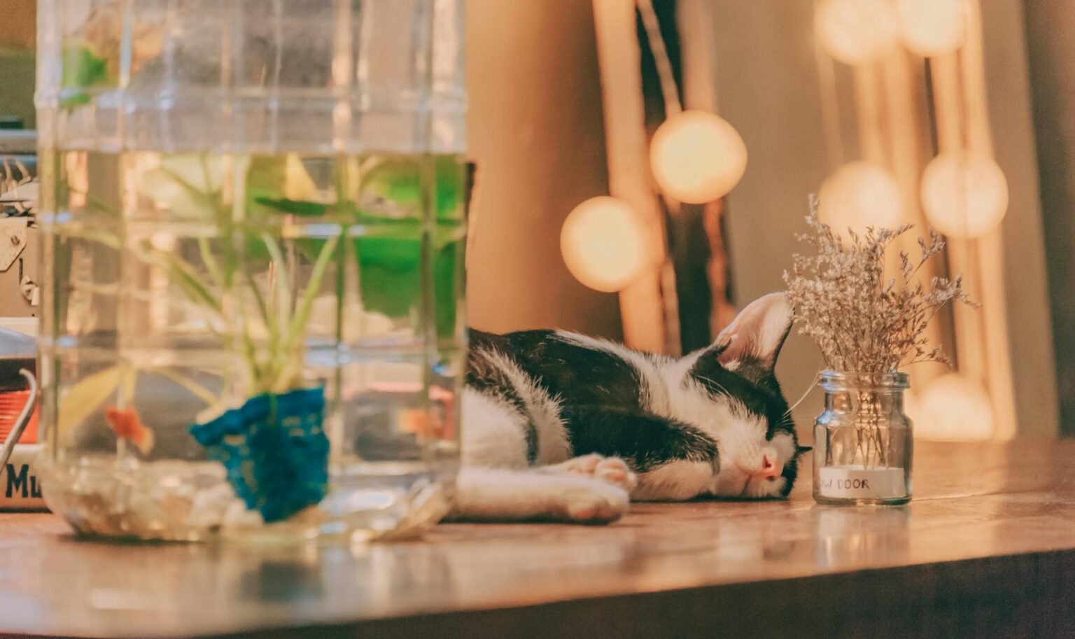 Akvárium és kézműves sarok otthonos keveréke fényben és nyugalomban, kreatív ritmus.