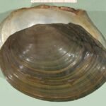 1k Sinanodonta woodiana 01