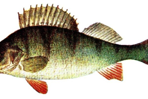 Csapósügér (Perca fluviatilis)