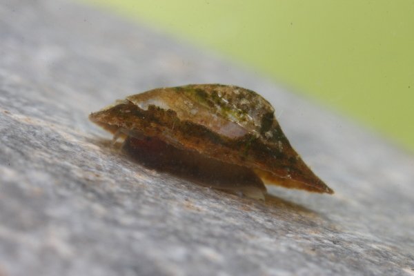 Acroloxus lacustris (Acroloxus lacustris)