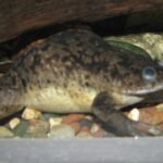 African Clawed Frog