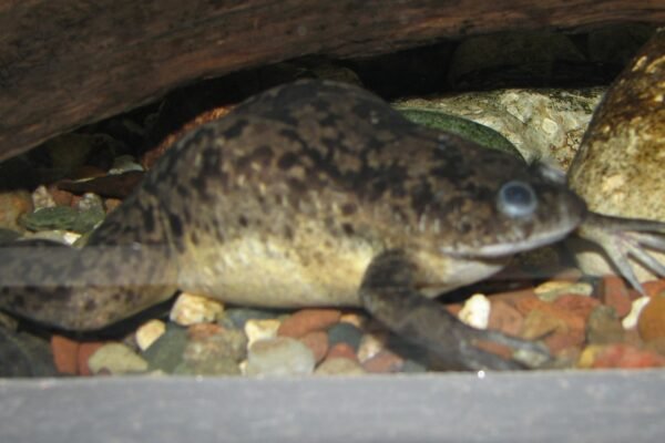 Afrikai karmosbéka (Xenopus laevis)