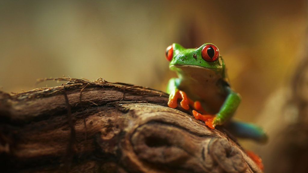 Agalychnis callidryas