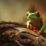 Agalychnis callidryas
