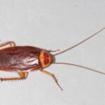 American cockroach