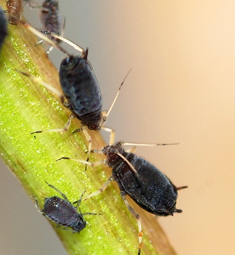 Fekete levéltetű (Aphis fabae)