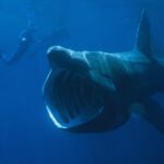 Basking Shark