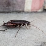 Blatta orientalis b687b4ef2afd7414638c7c088c491763