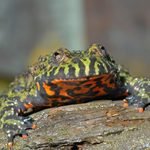 Bombina orientalis