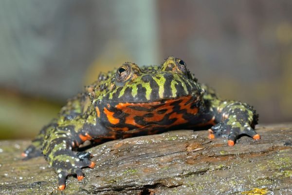Bombina orientalis