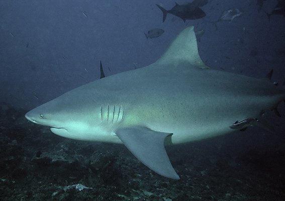 Bikacápa (Carcharhinus leucas)