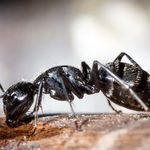 Camponotus vagus