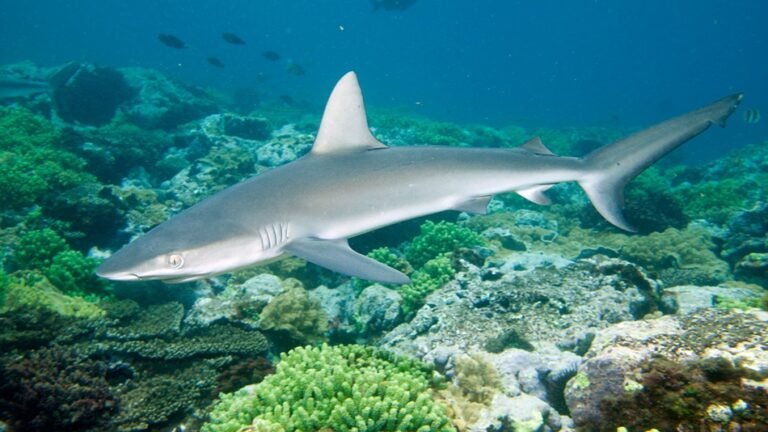 Galápagosi cápa (Carcharhinus galapagensis)