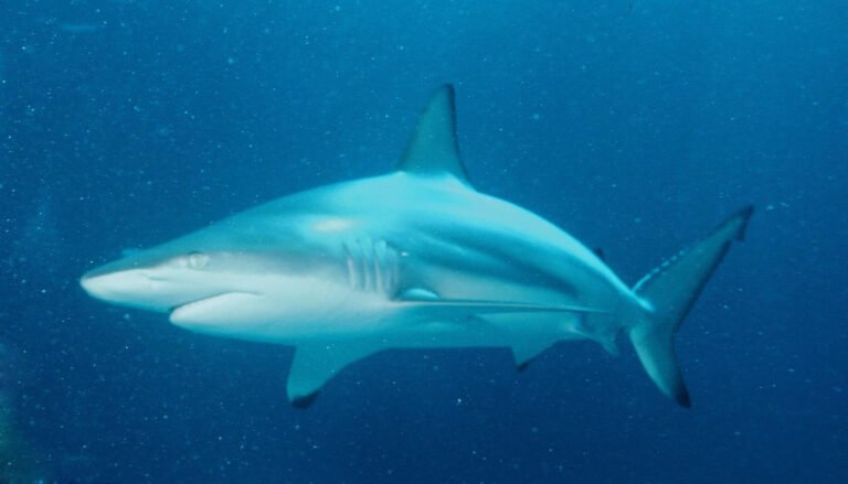 Feketevégű cápa (Carcharhinus limbatus)