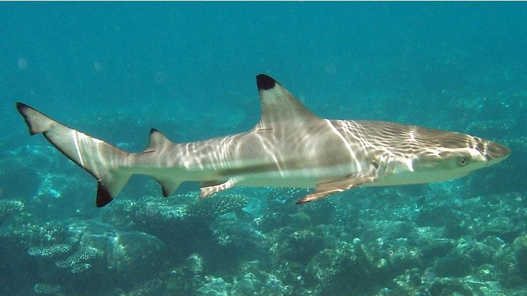 Feketeúszójú szirticápa (Carcharhinus melanopterus)