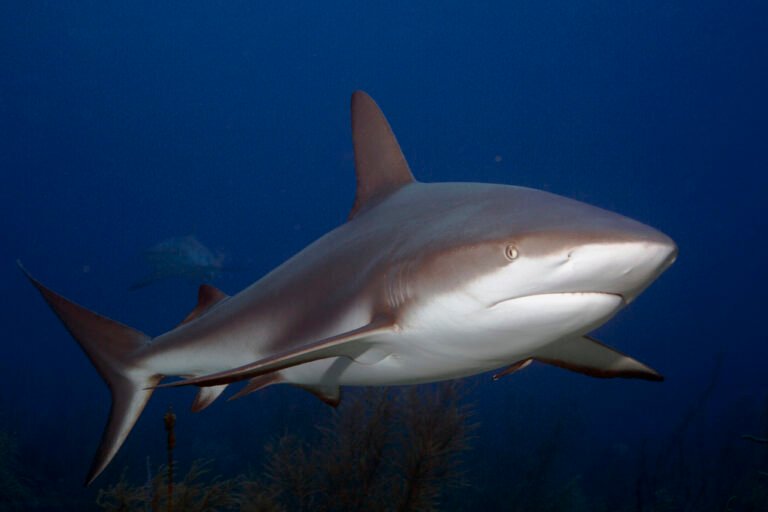 Karibi szirticápa (Carcharhinus perezii)