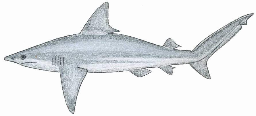Homokpadi cápa (Carcharhinus plumbeus)