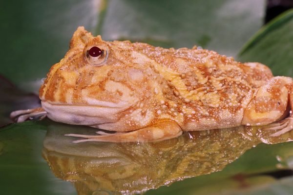 Ceratophrys cranwelli